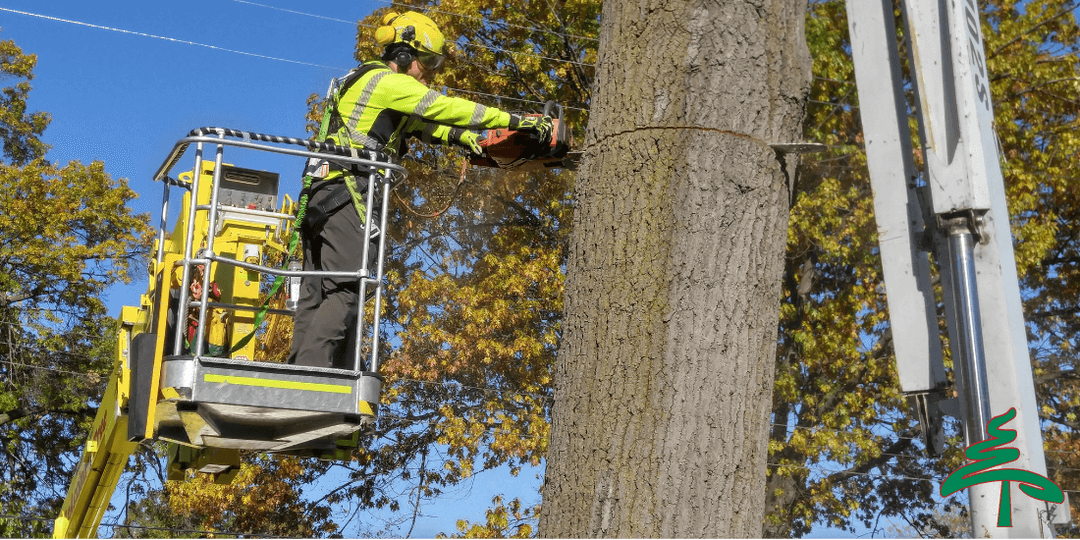 Professional Tree Services in Metro Detroit | ReAction Tree, LLC