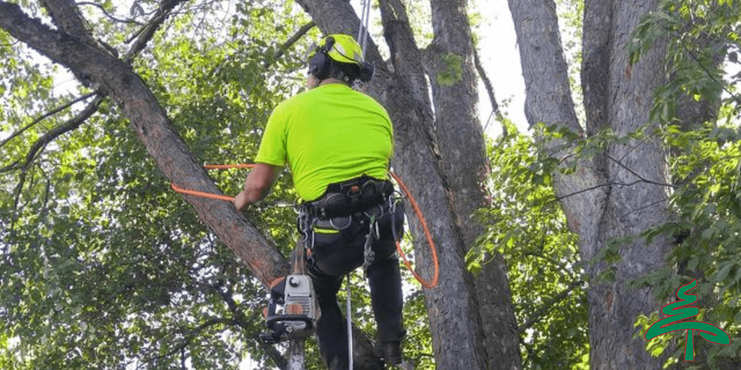 Professional Tree Services in Metro Detroit | ReAction Tree, LLC
